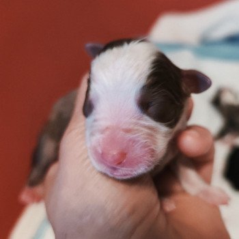 chiot Berger americain miniature Rouge et blanc Aglaé Berger Aéricain Miniature Echo de Narcisse