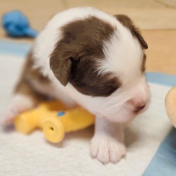 chiot Berger americain miniature Rouge et blanc tricolore Athos Swing Blue Note Berger Américain Miniature