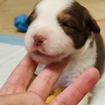 chiot Berger americain miniature Rouge et blanc tricolore Athos Swing Blue Note Berger Américain Miniature