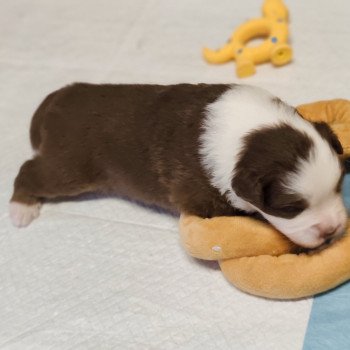 chiot Berger americain miniature Rouge et blanc tricolore Athos Swing Blue Note Berger Américain Miniature
