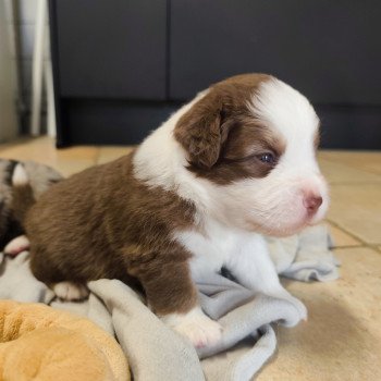 chiot Berger americain miniature Rouge et blanc tricolore Athos Swing Blue Note Berger Américain Miniature