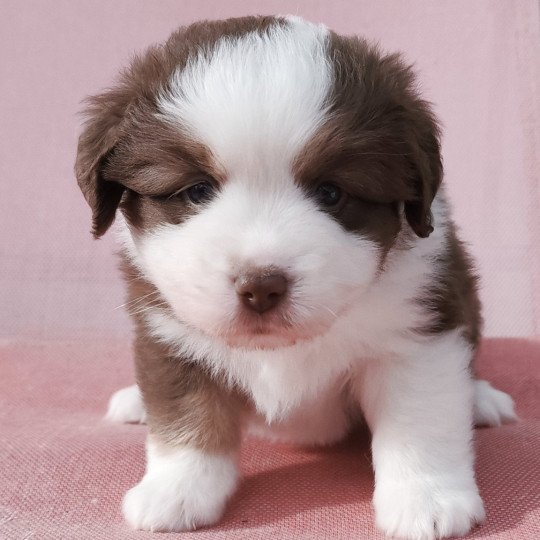 Athos Echo de Narcisse Mâle Berger americain miniature