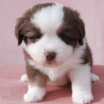 chiot Berger americain miniature Rouge et blanc tricolore Athos Swing Blue Note Berger Américain Miniature
