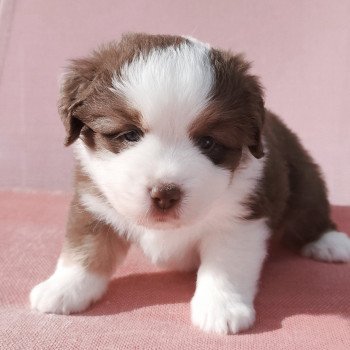 chiot Berger americain miniature Rouge et blanc tricolore Athos Swing Blue Note Berger Américain Miniature