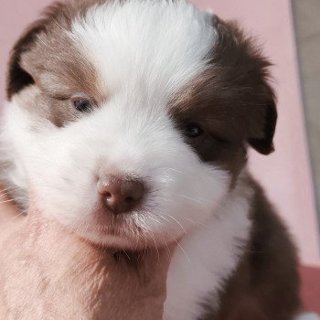 chiot Berger americain miniature Rouge et blanc tricolore Athos Swing Blue Note Berger Américain Miniature