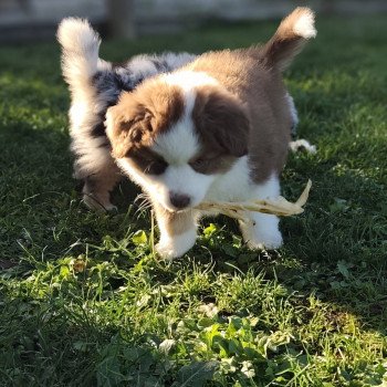 chiot Berger americain miniature Rouge et blanc tricolore Athos Swing Blue Note Berger Américain Miniature