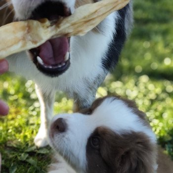 chiot Berger americain miniature Rouge et blanc tricolore Athos Swing Blue Note Berger Américain Miniature