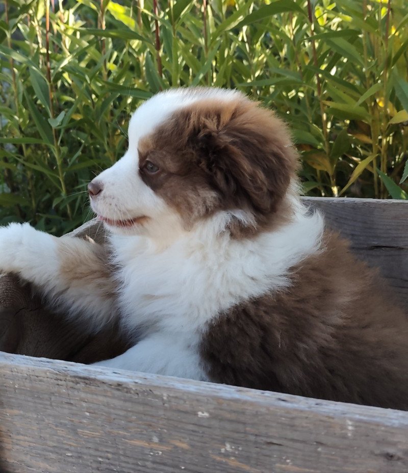 Athos Echo de Narcisse Mâle Berger americain miniature