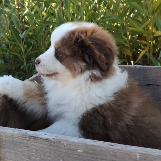 Athos Echo de Narcisse Mâle Berger americain miniature