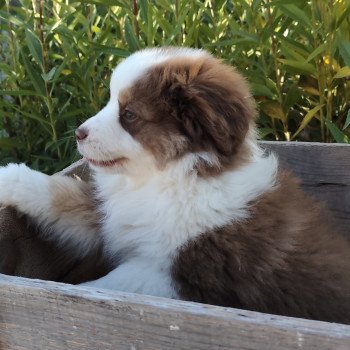 chiot Berger americain miniature Rouge et blanc tricolore Athos Swing Blue Note Berger Américain Miniature