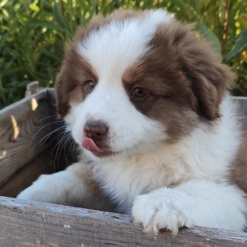 chiot Berger americain miniature Rouge et blanc tricolore Athos Swing Blue Note Berger Américain Miniature