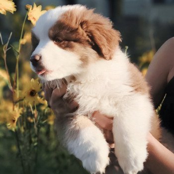 chiot Berger americain miniature Rouge et blanc tricolore Athos Swing Blue Note Berger Américain Miniature
