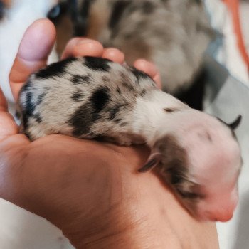 chiot Berger americain miniature Bleu merle Aramis Berger Aéricain Miniature Echo de Narcisse