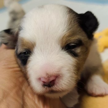chiot Berger americain miniature Bleu merle Alisée Swing Blue Note Berger Américain Miniature