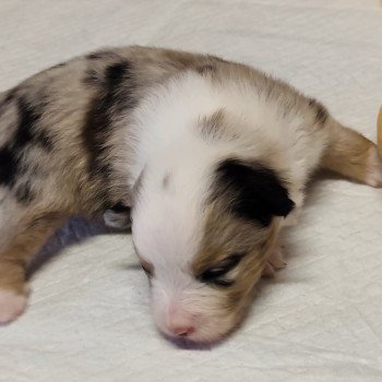 chiot Berger americain miniature Bleu merle Alisée Swing Blue Note Berger Américain Miniature