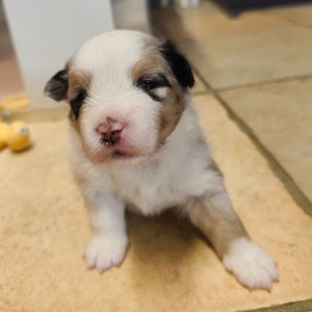 chiot Berger americain miniature Bleu merle Alisée Swing Blue Note Berger Américain Miniature