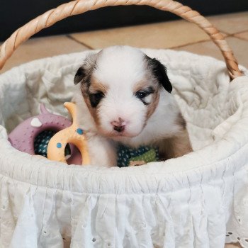 chiot Berger americain miniature Bleu merle Alisée Swing Blue Note Berger Américain Miniature