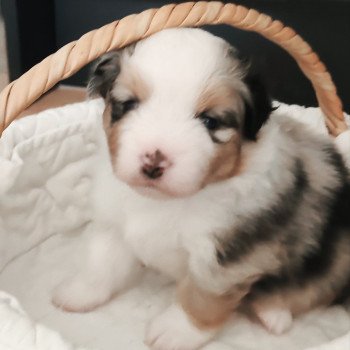chiot Berger americain miniature Bleu merle Alisée Swing Blue Note Berger Américain Miniature