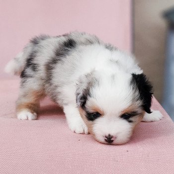 chiot Berger americain miniature Bleu merle Alisée Swing Blue Note Berger Américain Miniature
