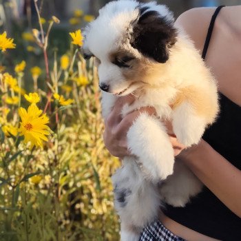 chiot Berger americain miniature Bleu merle Alisée Swing Blue Note Berger Américain Miniature