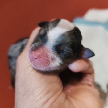 chiot Berger americain miniature Bleu merle Asperger Berger Aéricain Miniature Echo de Narcisse
