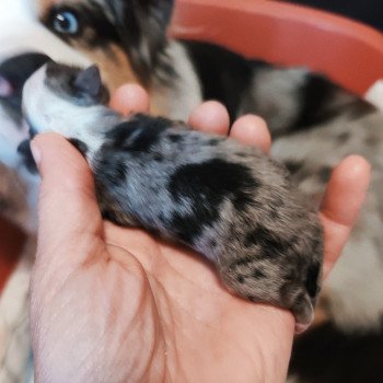 chiot Berger americain miniature Bleu merle Asperger Berger Aéricain Miniature Echo de Narcisse