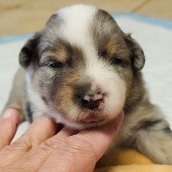chiot Berger americain miniature Bleu merle Astrid Swing Blue Note Berger Américain Miniature