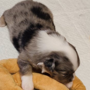 chiot Berger americain miniature Bleu merle Astrid Swing Blue Note Berger Américain Miniature