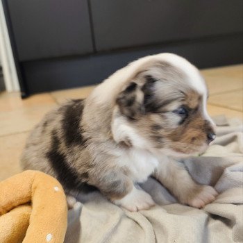 chiot Berger americain miniature Bleu merle Astrid Swing Blue Note Berger Américain Miniature