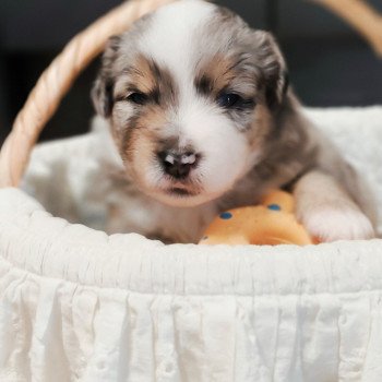 chiot Berger americain miniature Bleu merle Astrid Swing Blue Note Berger Américain Miniature