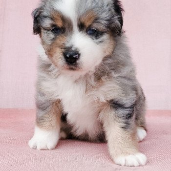 chiot Berger americain miniature Bleu merle Astrid Swing Blue Note Berger Américain Miniature