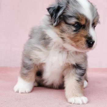 chiot Berger americain miniature Bleu merle Astrid Swing Blue Note Berger Américain Miniature