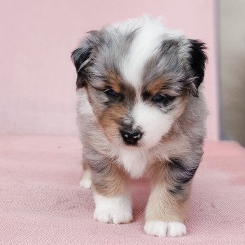 chiot Berger americain miniature Bleu merle Astrid Swing Blue Note Berger Américain Miniature