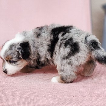 chiot Berger americain miniature Bleu merle Astrid Swing Blue Note Berger Américain Miniature