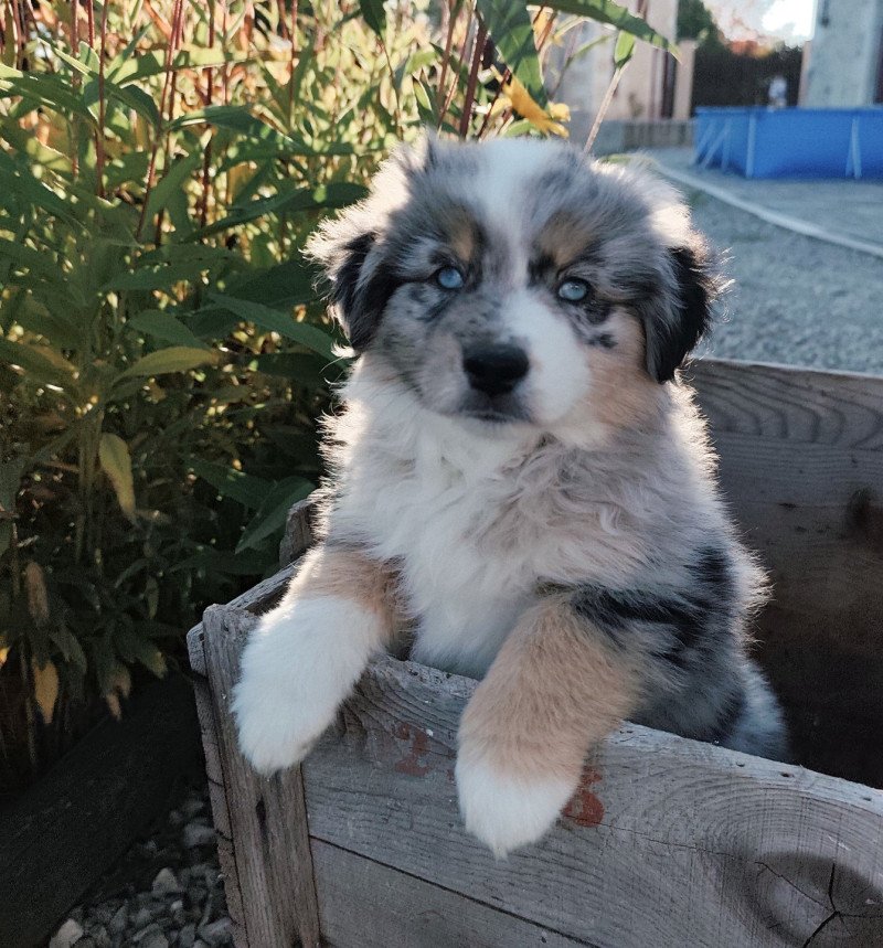 Aïko Echo de Narcisse Femelle Berger americain miniature