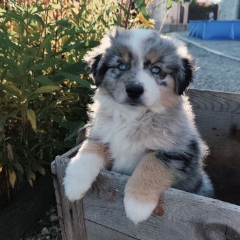 chiot Berger americain miniature Bleu merle Aïko Swing Blue Note Berger Américain Miniature