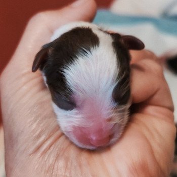 chiot Berger americain miniature Noir et blanc Azalee Berger Aéricain Miniature Echo de Narcisse