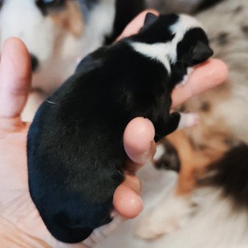 chiot Berger americain miniature Noir et blanc Azalee Berger Aéricain Miniature Echo de Narcisse
