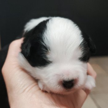 chiot Berger americain miniature Noir et blanc Aramis Berger Américain Miniature Echo de Narcisse