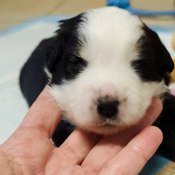 chiot Berger americain miniature Noir et blanc tricolore Aramis Swing Blue Note Berger Américain Miniature