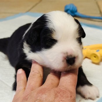 chiot Berger americain miniature Noir et blanc tricolore Aramis Swing Blue Note Berger Américain Miniature