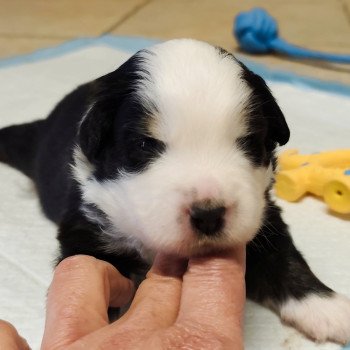 chiot Berger americain miniature Noir et blanc tricolore Aramis Swing Blue Note Berger Américain Miniature