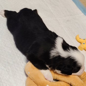 chiot Berger americain miniature Noir et blanc tricolore Aramis Swing Blue Note Berger Américain Miniature
