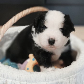 chiot Berger americain miniature Noir et blanc tricolore Aramis Swing Blue Note Berger Américain Miniature
