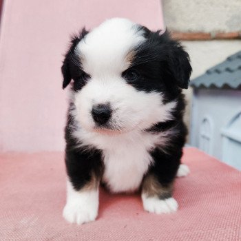 chiot Berger americain miniature Noir et blanc tricolore Aramis Swing Blue Note Berger Américain Miniature