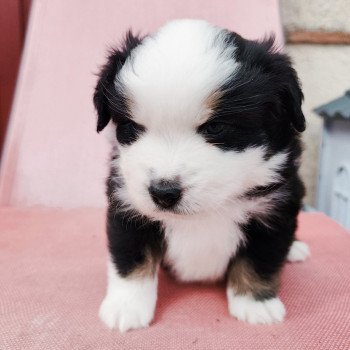chiot Berger americain miniature Noir et blanc tricolore Aramis Swing Blue Note Berger Américain Miniature