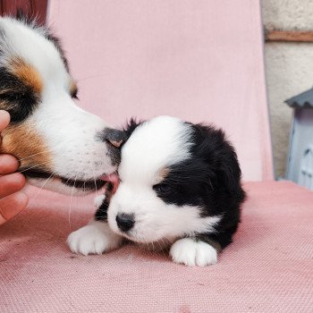 chiot Berger americain miniature Noir et blanc tricolore Aramis Swing Blue Note Berger Américain Miniature