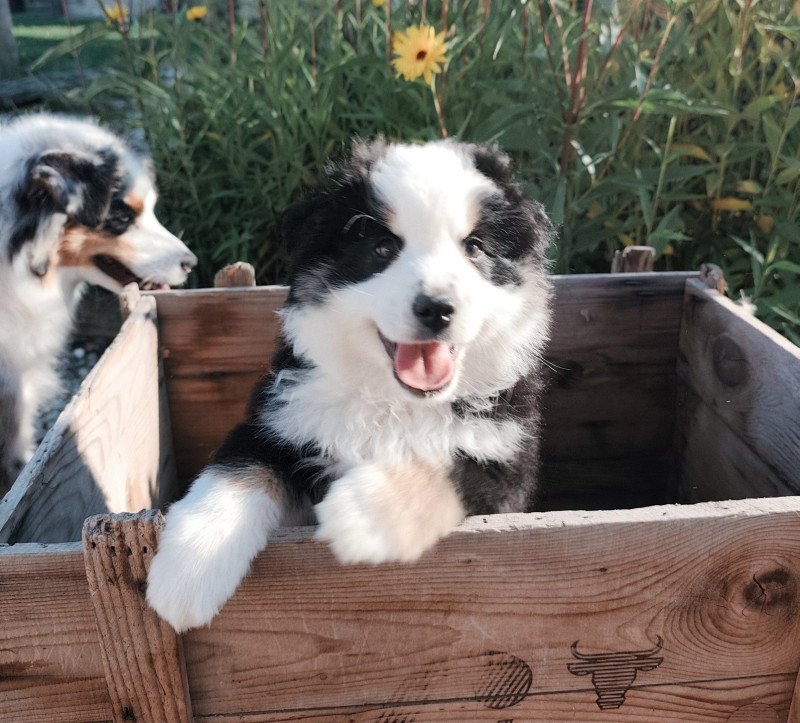 Aramis Echo de Narcisse Mâle Berger americain miniature