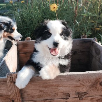 chiot Berger americain miniature Noir et blanc tricolore Aramis Swing Blue Note Berger Américain Miniature