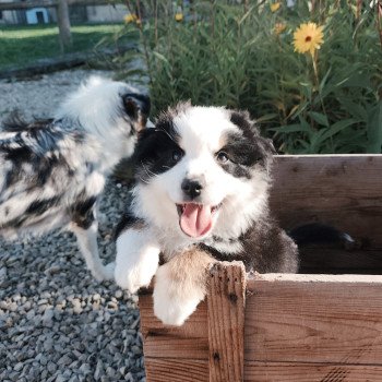 chiot Berger americain miniature Noir et blanc tricolore Aramis Swing Blue Note Berger Américain Miniature